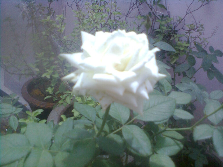 White rose blooming in an early container garden, symbolizing my beginner gardening mistakes and growth journey.