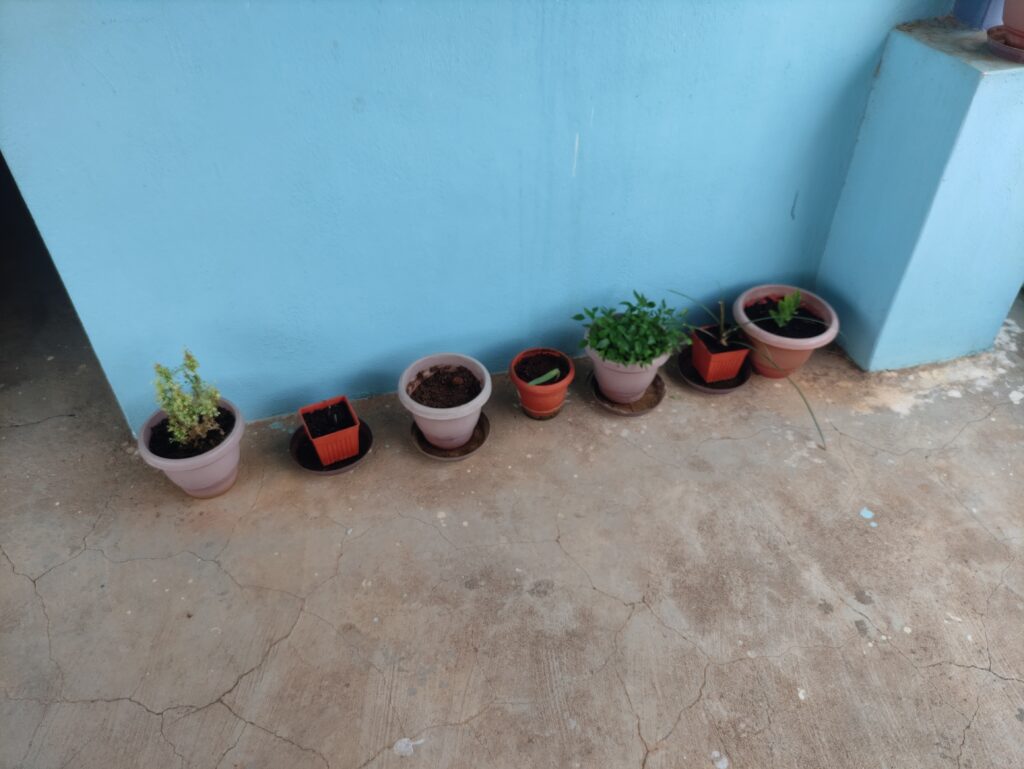 Row of potted plants on a terrace corner, representing weekly natural pest control practices like plant spacing, morning checks, and preventive care in container gardening