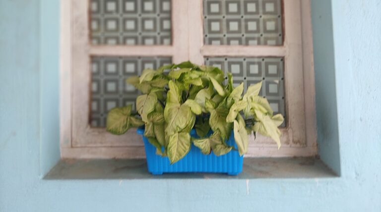 Syngonium plant thriving in a blue window box planter, one of the top 5 low-maintenance foliage plants that survived heat and humidity