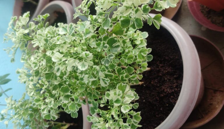 Variegated foliage plant in a pot showing healthy growth after correcting common container gardening mistakes