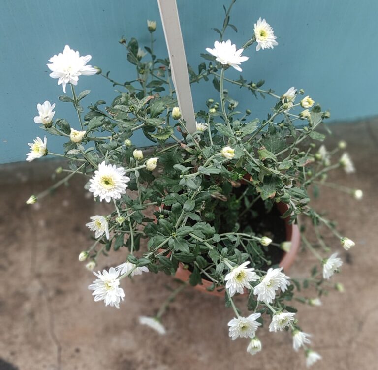 White chrysanthemums blooming in a container pot, showcasing flowers that grow beautifully in container gardens.