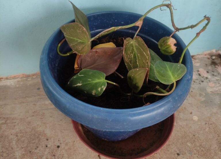 Beginner foliage plant in recovery with curled leaves in a blue pot, showing common care mistakes and real-life plant care experience