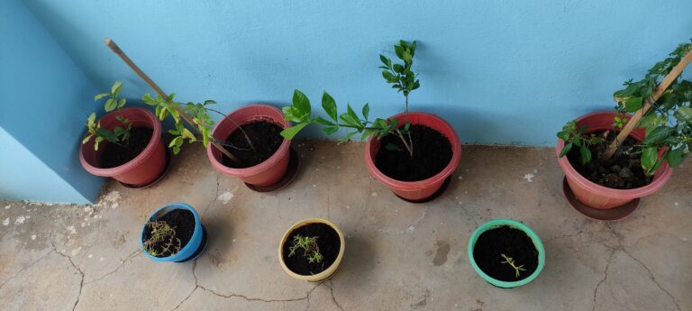 Container garden with young plants in colorful pots, showing real gardening progress and lessons beyond the myth of a perfect garden.