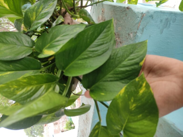 Healthy pothos plant with lush green leaves after improving soil, light, and watering care for foliage success
