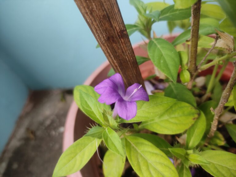 Purple flower blooming in a container garden, highlighting the importance of sunlight, watering, and microclimate for healthy plants.