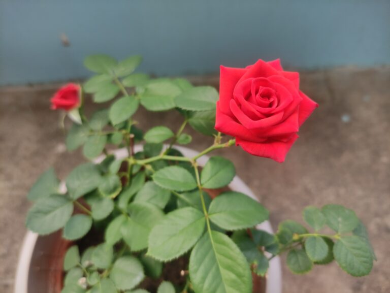 Bright red rose blooming in a container pot, showing how the right container choice supports healthy flower growth.