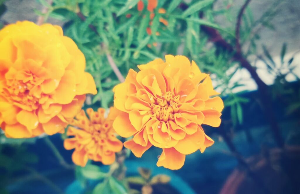 Bright orange marigold flowers growing in a pot, used as a natural pest repellent and companion plant in container gardening for pest control and healthy plant growth