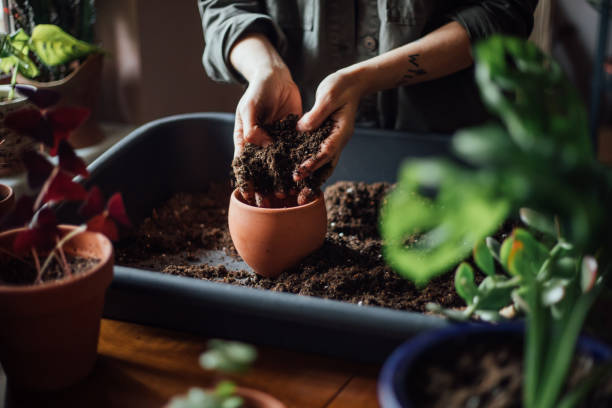 Hands preparing potting soil mix in a terracotta pot for container gardening indoors, focusing on healthy soil preparation techniques.