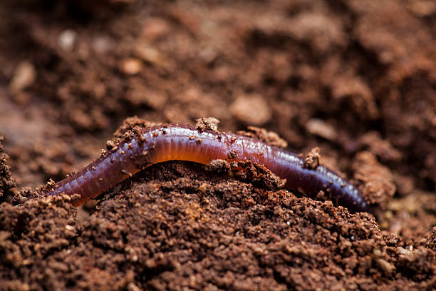 Close-up of an earthworm in healthy soil, showing natural organic amendments that improve soil quality for container gardening