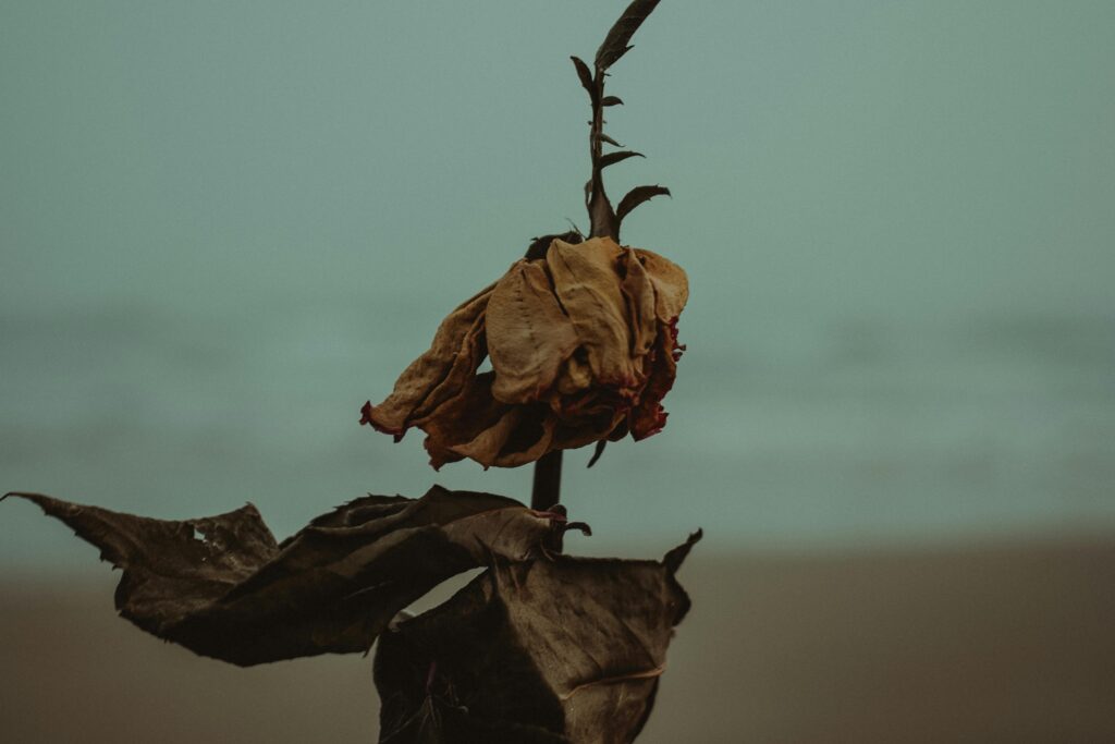 Close-up of a withered flower and dried leaves, symbolizing the negative effects of overuse or incorrect application of liquid fertilizers in container gardening.