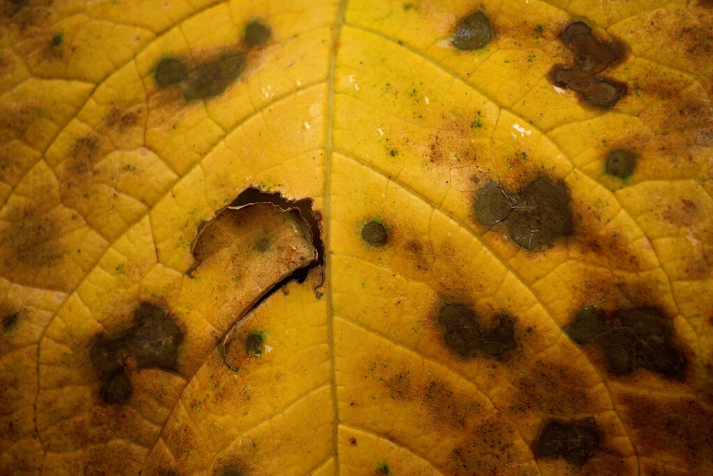 Yellow leaf with black fungal spots showing signs of soil-borne fungal disease in container garden plants