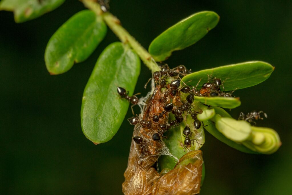 Close-up of black ants infesting green leaves on a potted plant, highlighting the importance of natural ant control methods in container gardening without harming soil health