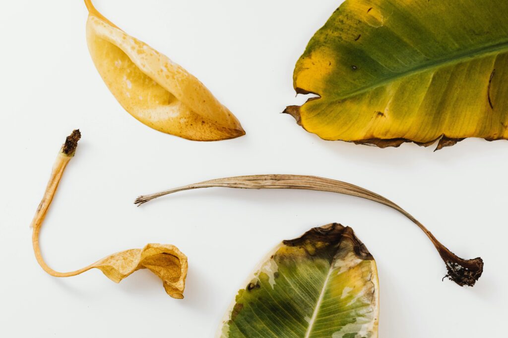 Various yellowing and decaying plant leaves showing signs of nutrient deficiency or plant disease on white background