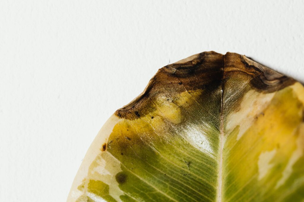 Close-up of a burnt and discolored leaf tip caused by chemical pesticide damage, highlighting the risks of synthetic pesticides in container gardening