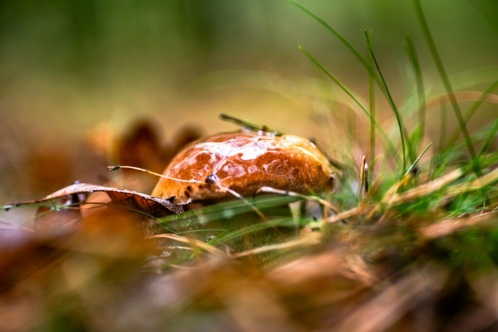 Close-up of a garden slug on moist soil surrounded by grass, showing common pests like slugs and snails that attack container garden plants during humid seasons