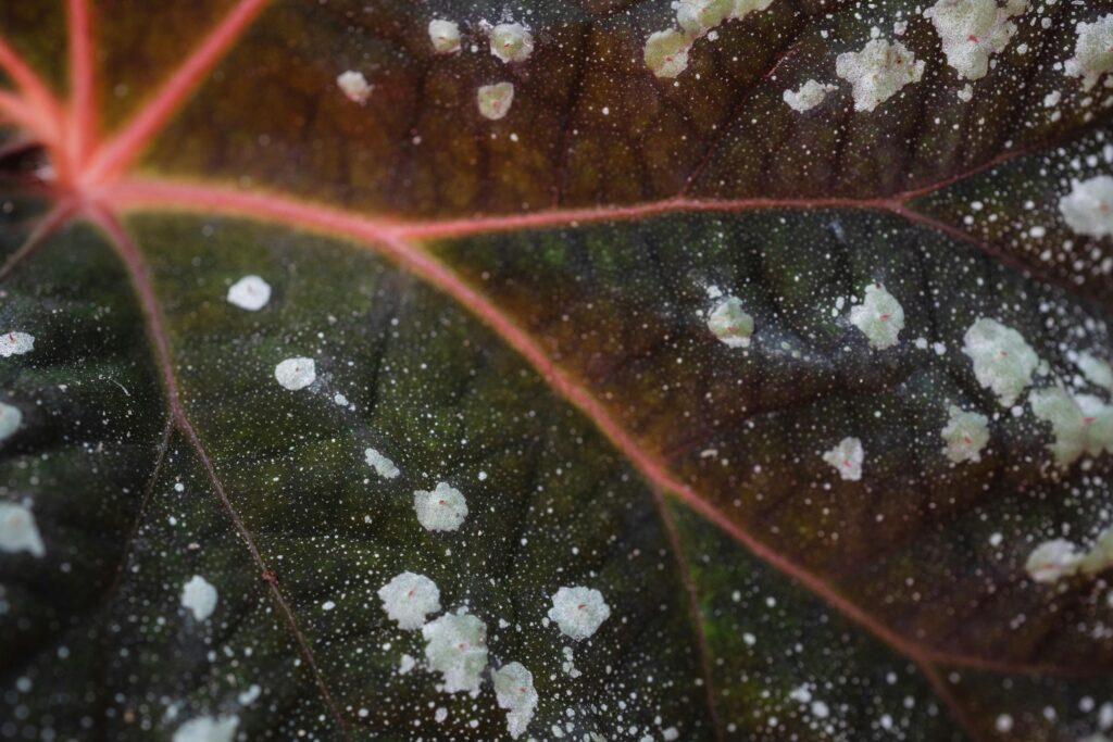 Close-up of powdery mildew fungal infection on a dark green leaf in a container garden