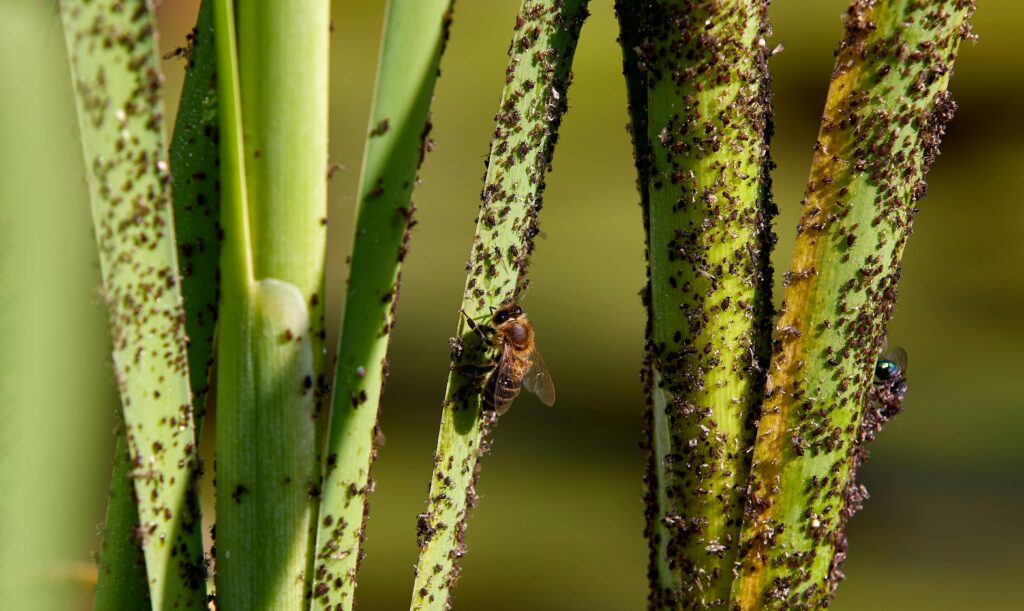 Aphid infestation on plant stems causing sticky residue and sooty mold in container gardening