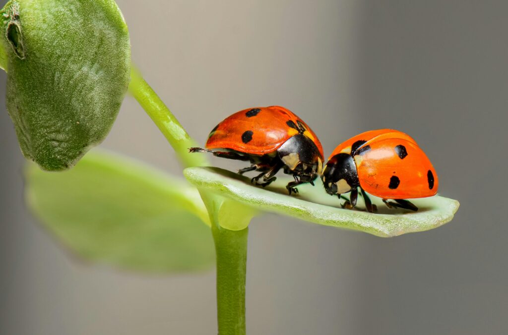 Close-up of a ladybug on green leaves in a container garden, showing how beneficial insects help with natural pest control and improve plant health