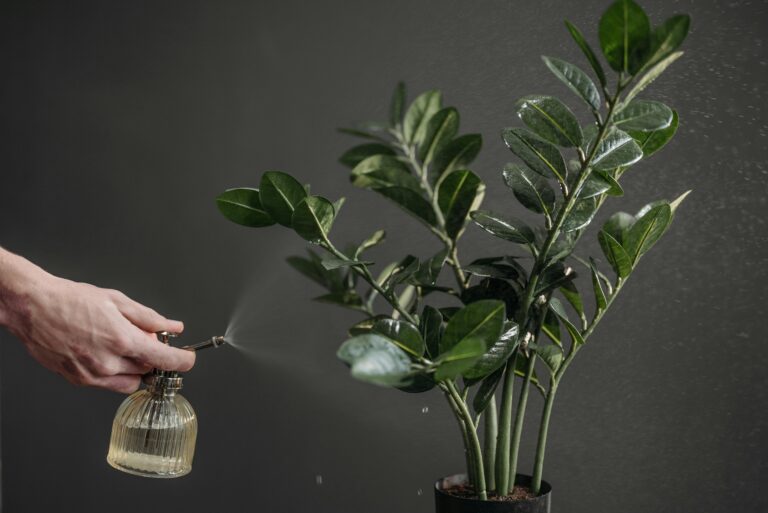 Daily misting foliage plant mistake – overwatering leaves with spray bottle leading to plant care problems