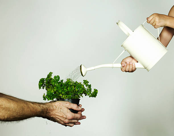 "Person watering potted herb plant with a white watering can, showing proper watering techniques for container-grown herbs.