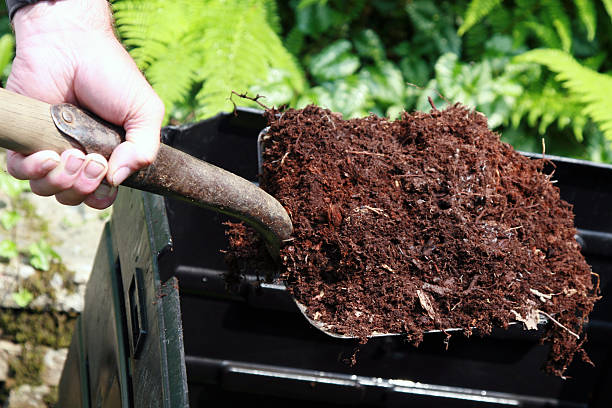 Close-up of gardener holding a shovel of rich organic compost, ideal for healthy leafy greens in container gardening.