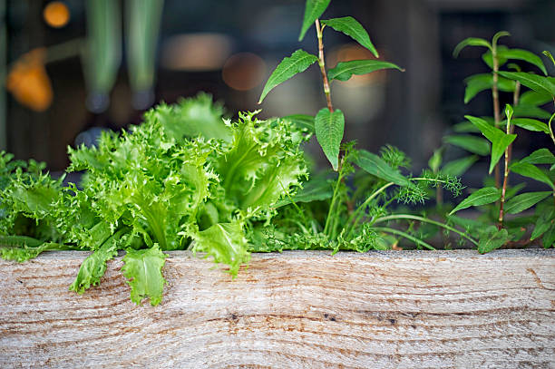 Fresh curly lettuce and herbs growing in a wooden container, ideal leafy greens selection for small-space and container gardening at home.