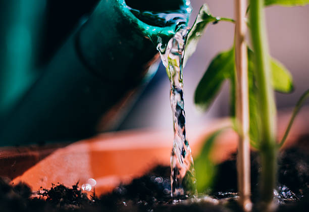 Close-up of water pouring into potted plant soil – lesson on proper watering to avoid plant stress and save money in container gardening