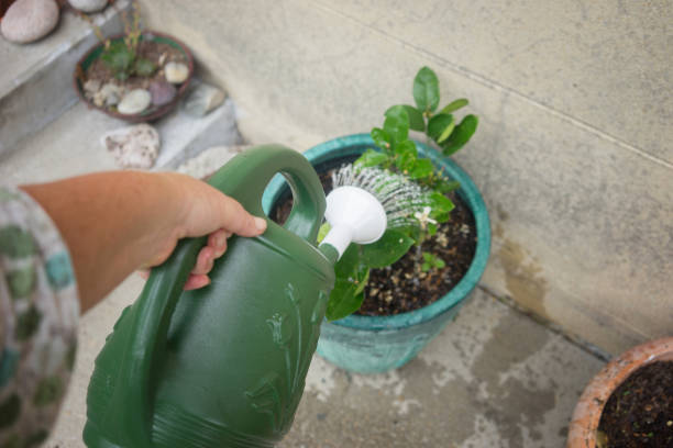 Hand watering potted plant with green watering can – step-by-step month-by-month routine for container gardening care