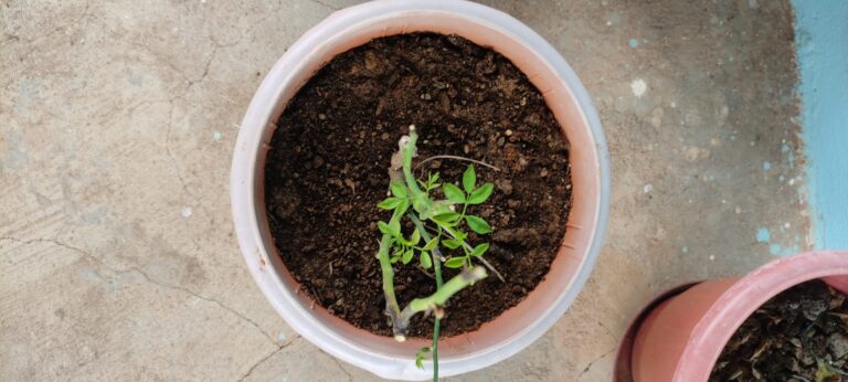 Young herb plant in a plastic pot filled with nutrient-rich potting mix, demonstrating the importance of using quality soil for healthy herb growth.