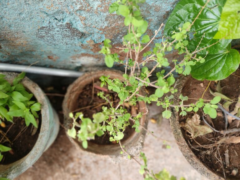 Herb plants in clay pots placed in a sunny outdoor spot, showing the importance of choosing the right location for healthy herb growth.