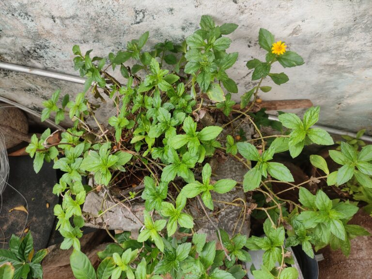 Mint plant growing in a pot during the first month of a home herb garden with early signs of healthy growth.