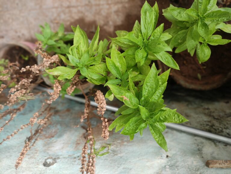 Fresh sweet basil plant growing in a pot, perfect for beginners choosing the right herbs for container gardening