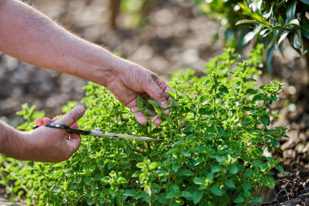 Gardener pruning fresh green herbs with scissors to encourage healthy growth and regular harvest.