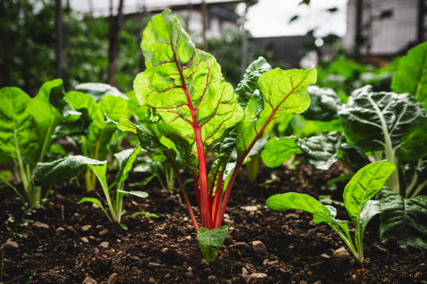Bright and healthy Swiss chard plant growing in rich soil, ideal example for seasonal leafy green care in container gardening.