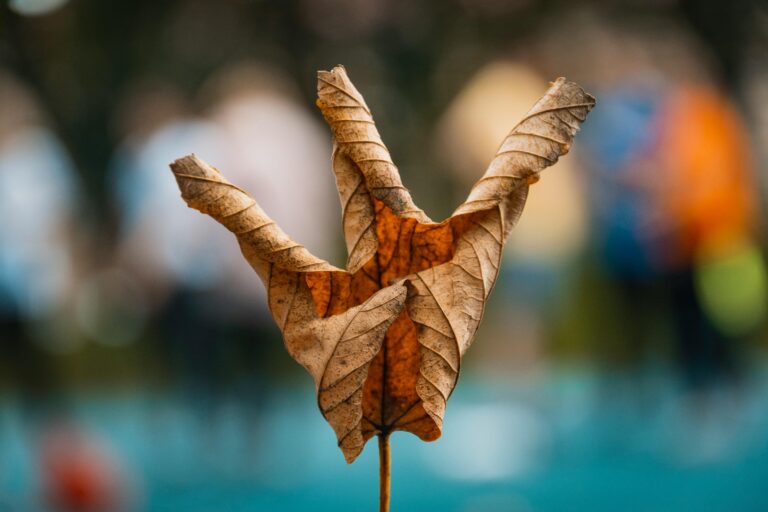 "Dry curled brown leaf showing why certain plants fail in container gardening despite online tips"