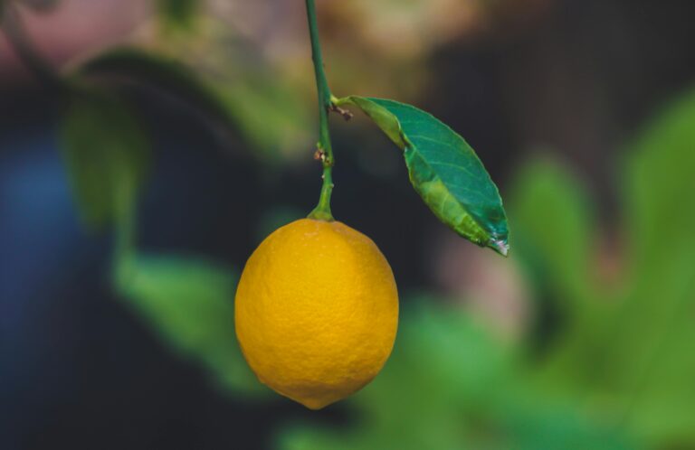 "Single ripe lemon hanging on a tree branch, showing why citrus plants are difficult to grow in containers"