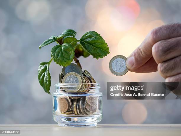 Budget-friendly concept showing a hand placing a coin into a glass jar with a growing plant, symbolizing saving money and investing in sustainable strategies to reduce heat stress.