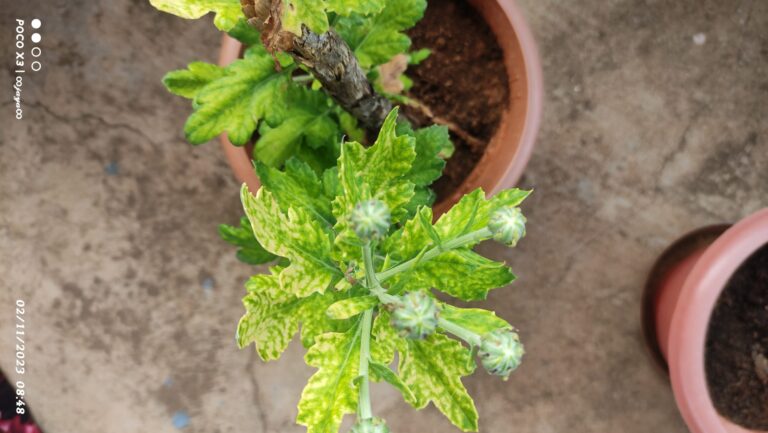 Simple and affordable plant pot with healthy greenery, showing practical container gardening hacks for budget-friendly plant care and growth.