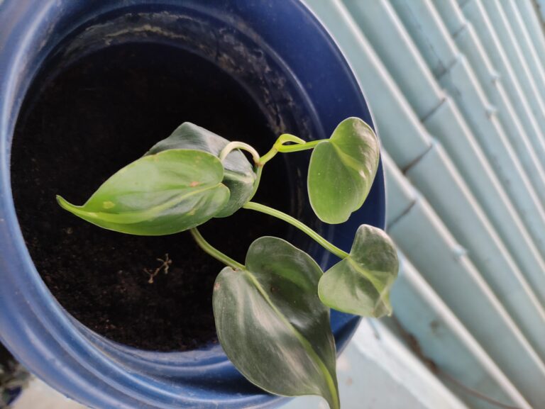 Small philodendron plant struggling in a blue ceramic pot with poor drainage, showing how the wrong container choice can limit healthy growth in container gardening.
