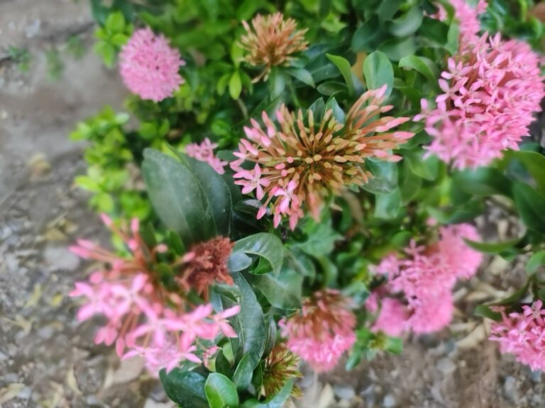 "Close-up of Ixora coccinea (Jungle Geranium) plant with clusters of pink flowers and lush green leaves thriving in a hot-summer garden
