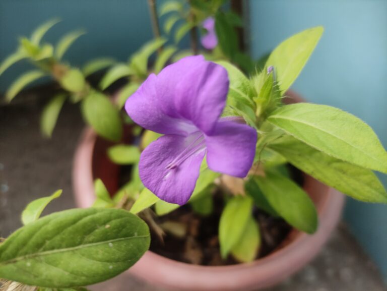 Purple flowering plant in a terracotta pot, showing how choosing the right container supports seasonal growth and enhances container gardening success.