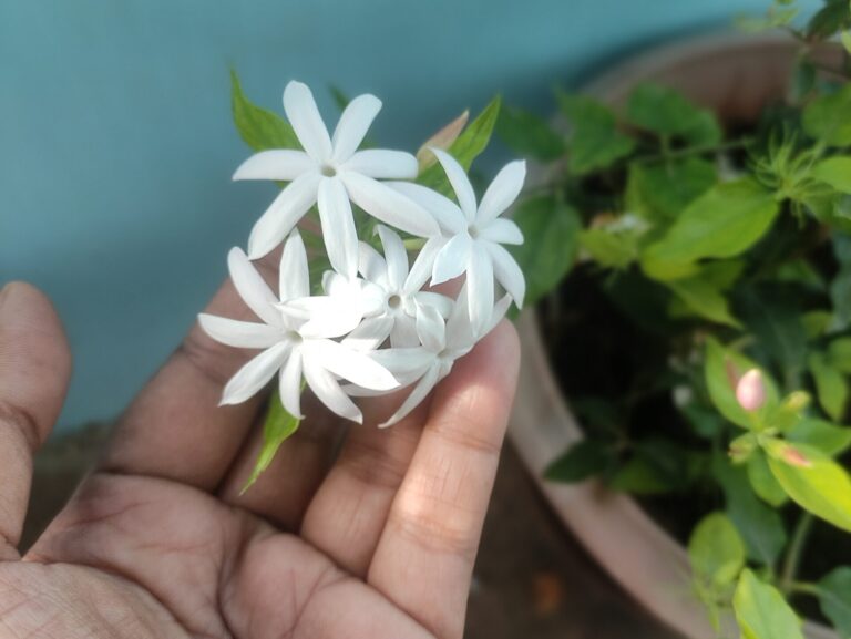 Hand holding jasmine flowers grown in a clay pot, showing why the right container choice matters in healthy balcony and home gardening.