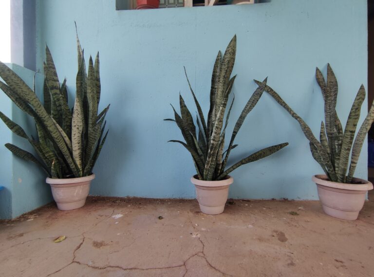 Three healthy snake plants in sturdy white pots, showcasing durable container choices that proved successful in my 7 years of container gardening experience.