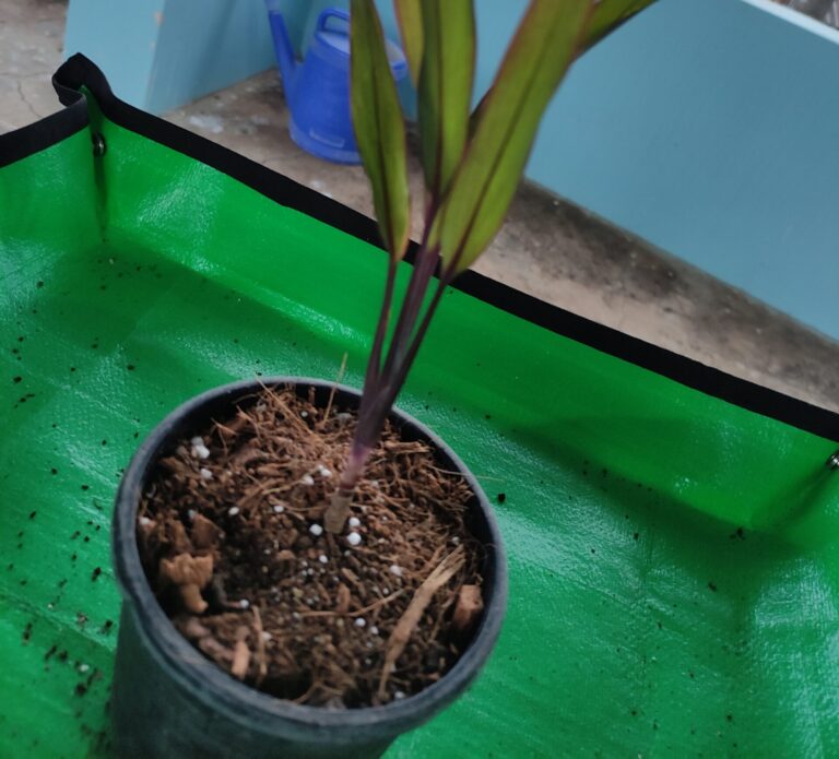 “Terrace gardener using a gardening mat on a potting table with tools and soil, showing a simple, budget-friendly setup for container gardening.