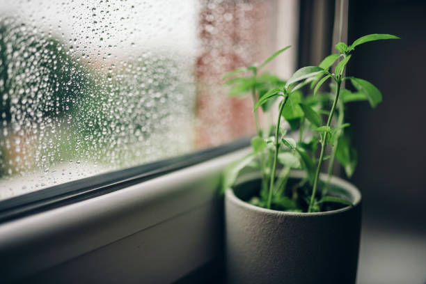 A potted basil plant on a rainy windowsill, with raindrops beading on the glass. The focus is on the contrast between the lush green plant and the humid, wet conditions outside.