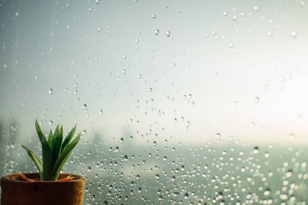 A small potted succulent sits on a windowsill, with numerous raindrops clinging to the windowpane, suggesting a recent downpour in India. The plant appears healthy despite the visible rain.