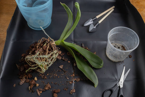 Using a waterproof gardening mat to repot plants on a table, preventing soil mess and making container gardening cleaner and more beginner-friendly.