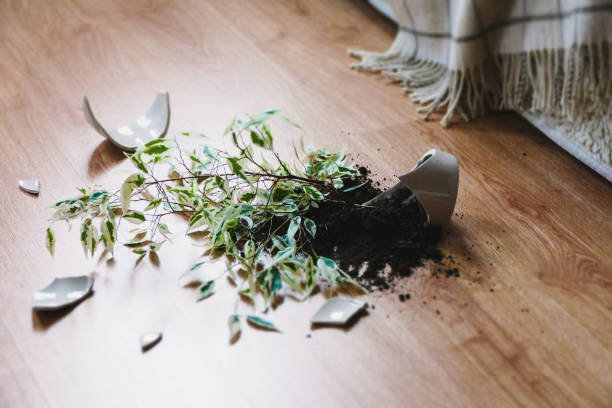 Broken plant pot with spilled soil and fallen houseplant on wooden floor, symbolizing gardening mistakes and lessons from 7 years of container gardening.