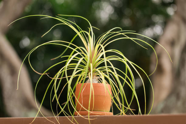 A potted air plant (Tillandsia) with long, slender green leaves gracefully arching outwards, sitting in a terracotta pot on a wooden railing. The background is a soft, out-of-focus green, suggesting an outdoor or semi-outdoor setting in India.