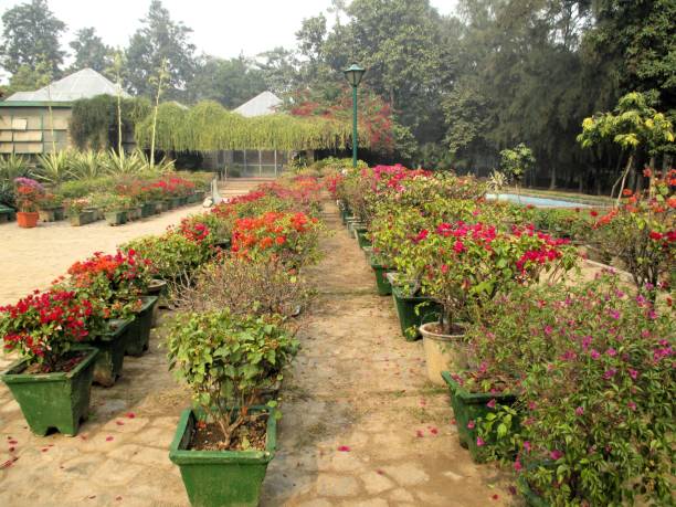 Rows of potted flowering plants in a garden during winter, showing how container gardening faces unique challenges compared to ground planting.